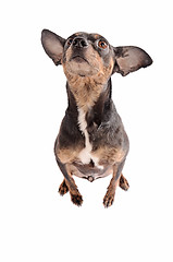 Image showing Chihuahua dog sitting on white