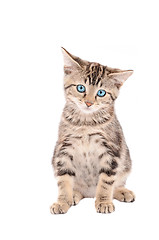 Image showing sad blue-eyed tabby kitten