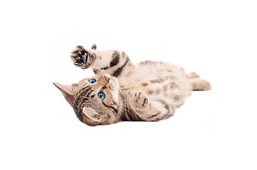 Image showing Adorable Tabby Kitten laying on its back