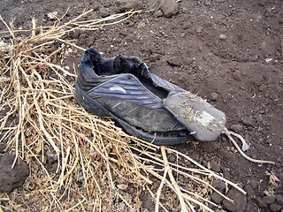 Image showing Old dirty torn shoe lay on the ground