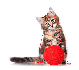 Image showing Kitten with red clew of thread