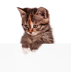 Image showing Cute kitten