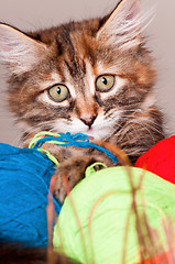 Image showing Kitten with clews of thread