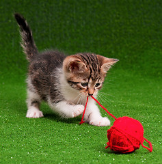 Image showing Cute kitten