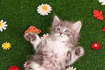 Image showing Cute gray kitten