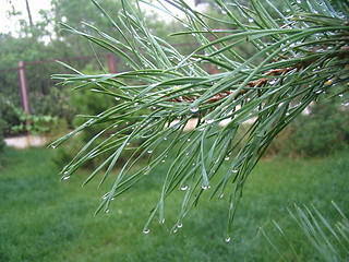 Image showing dew drops on the green pine tree