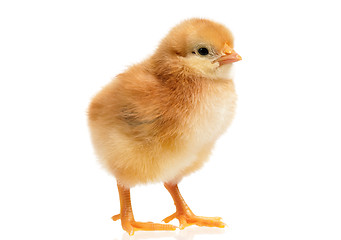 Image showing Little chicken