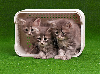 Image showing Cute gray kittens