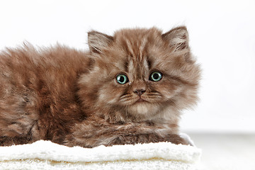 Image showing british long hair kitten