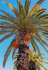 Image showing Crete date palm tree