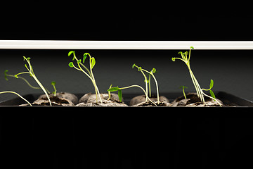 Image showing Tomato seedlings under a grow light