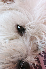 Image showing Westie portrait