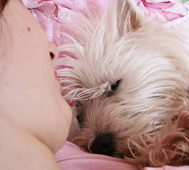 Image showing Dog sleeping on bed 