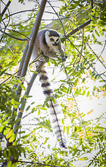 Image showing The Rare Lemur Feeding in Trees