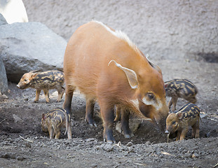 Image showing Visayan Warty Piglet with Mother