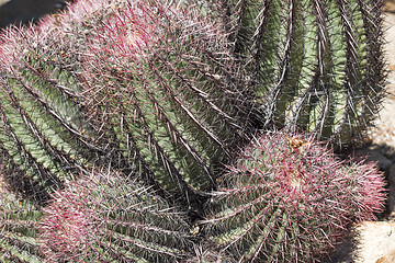 Image showing The Biznaga Cactus