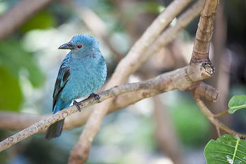 Image showing Fairy-bluebird of Malaysia and the Philippines