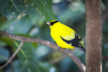 Image showing Black-naped Oriole of Eastern Asia