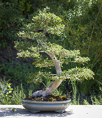 Image showing Elm Bonsai Tree