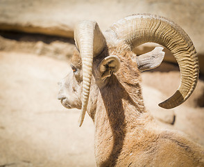 Image showing Desert Bighorn Sheep