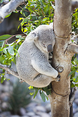 Image showing Sleeping Koala