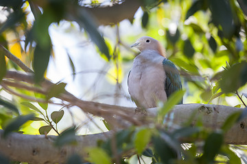 Image showing Sulawesi Green Imperial-pigeon of Indonesia