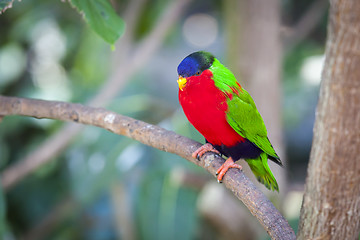 Image showing Collared Lory of the Fiji Islands