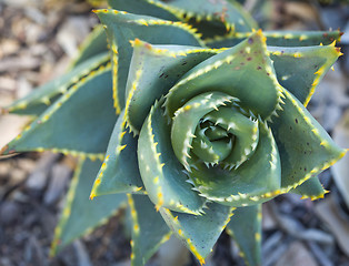 Image showing Abstract of Desert Succulent