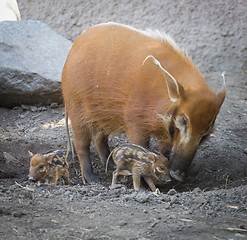 Image showing Visayan Warty Piglet with Mother