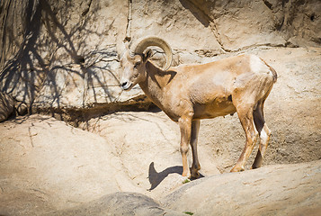 Image showing Desert Bighorn Sheep