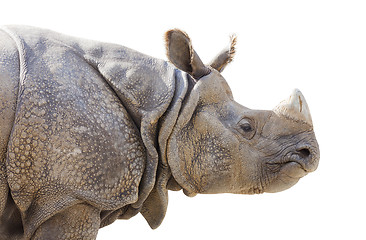 Image showing Isolated Profile of a Rhinoceros