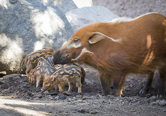 Image showing Visayan Warty Piglet with Mother