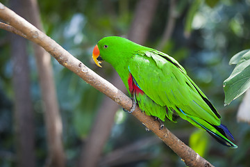 Image showing Male Indonesian Eclectus Parrot