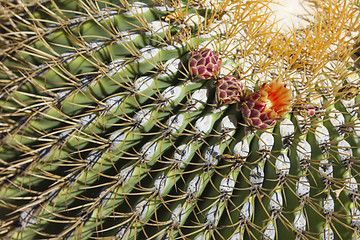 Image showing The Biznaga Cactus with Flower Blossom