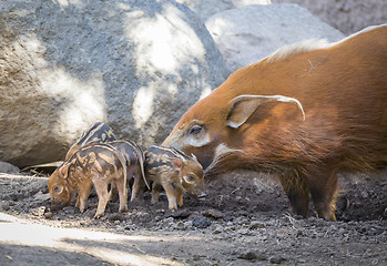 Image showing Visayan Warty Piglet with Mother