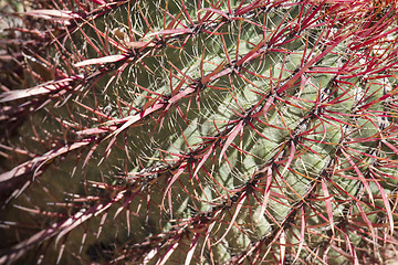 Image showing The Biznaga Cactus Detail