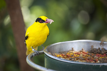 Image showing Feeding Black-naped Oriole of Eastern Asia with Worm in Beak