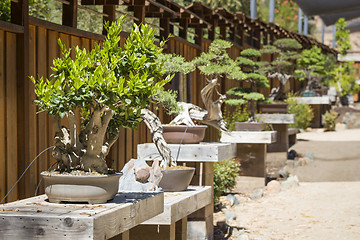 Image showing Variety of Bonsai Trees on Display