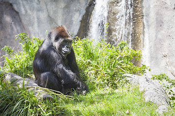 Image showing Relaxed Western Lowland Gorilla