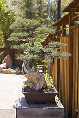 Image showing California Juniper Bonsai Tree