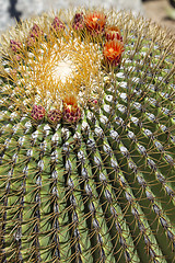 Image showing The Biznaga Cactus with Flower Blossom