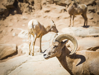 Image showing Desert Bighorn Sheep