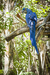 Image showing The Endangered Hyacinth Macaw of South America