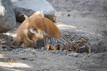 Image showing Visayan Warty Piglet with Mother