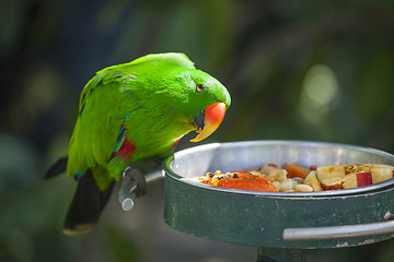 Image showing Male Indonesian Eclectus Parrot