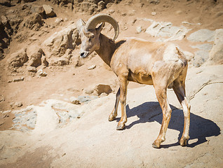 Image showing Desert Bighorn Sheep