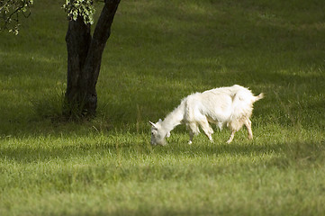 Image showing goat