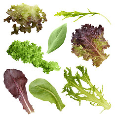 Image showing Salad Leaves Collection