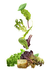 Image showing Salad Leaves Collection