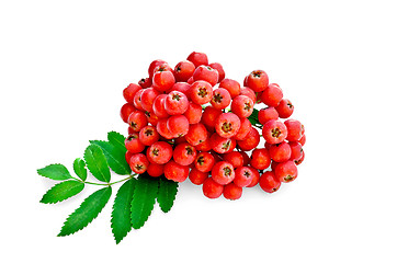 Image showing Rowan red with leaves